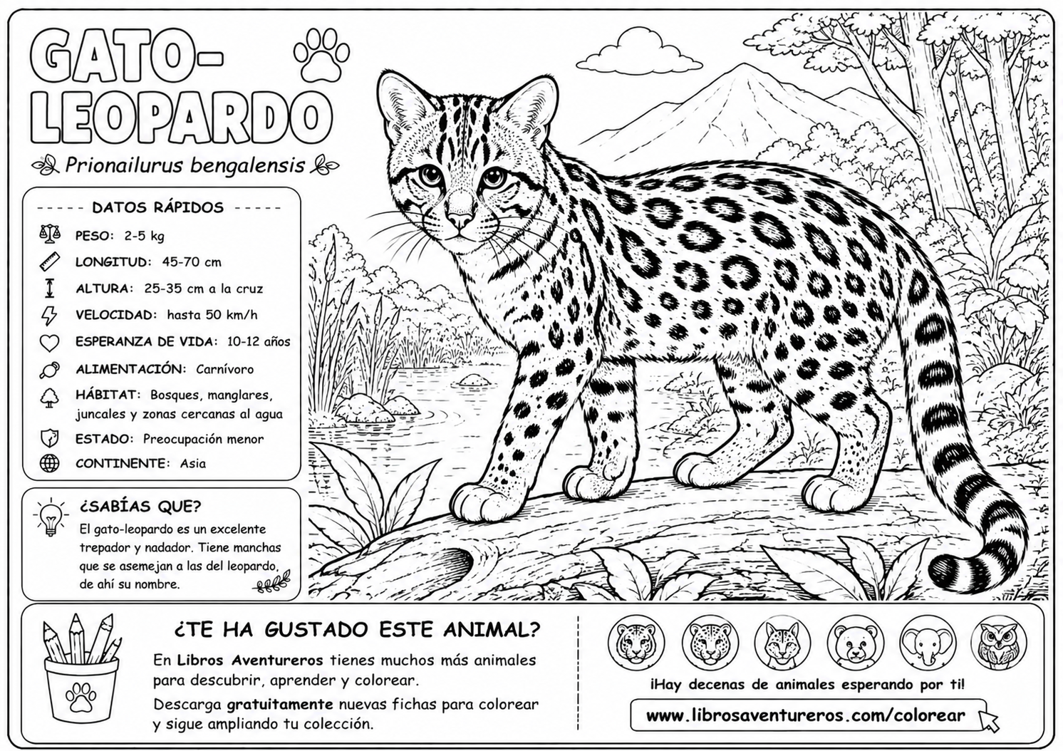 Gato Leopardo