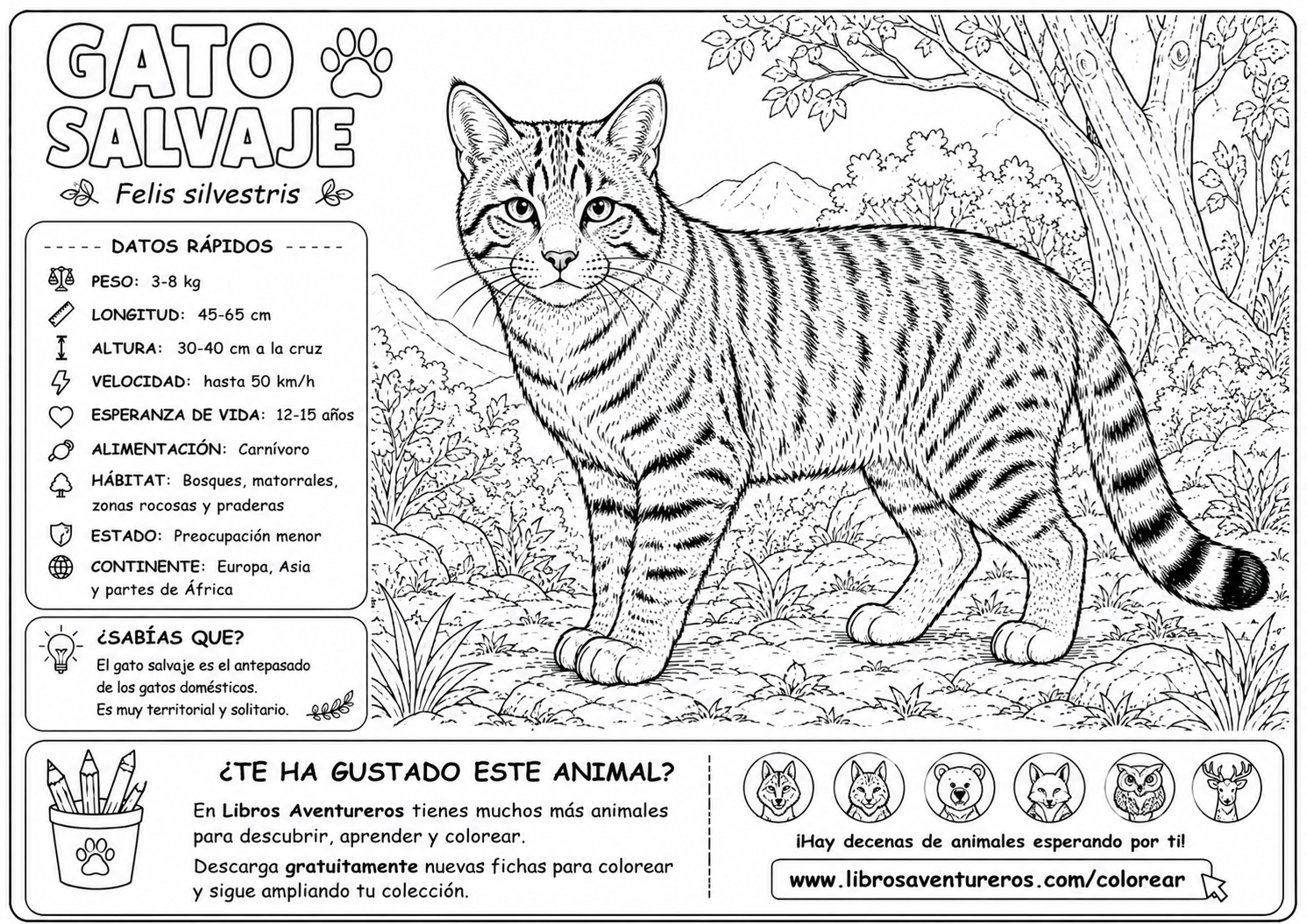 Gato Salvaje