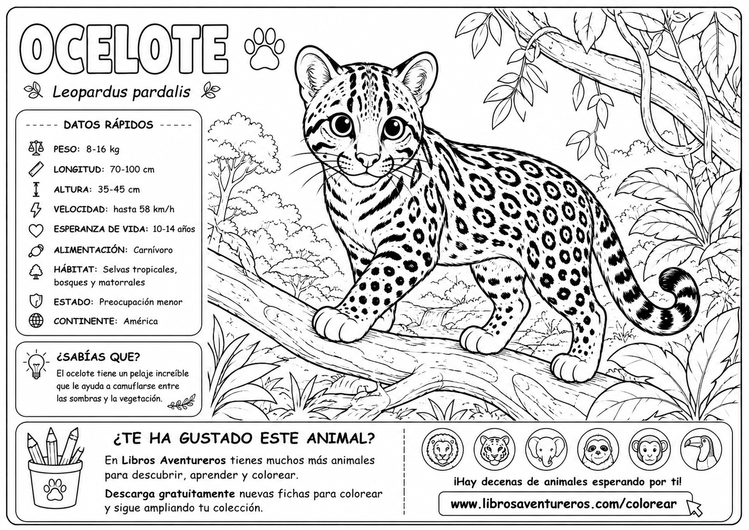 Ocelote