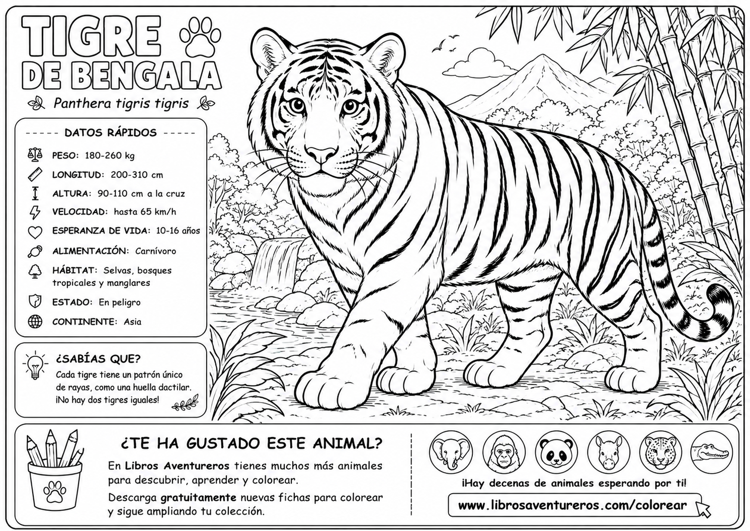 Tigre de Bengala