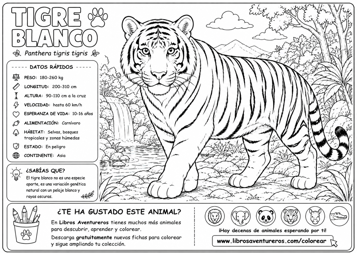 Tigre Blanco