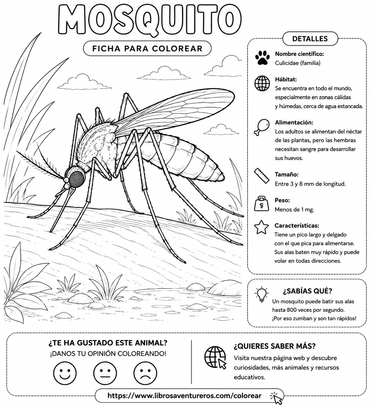 Mosquito