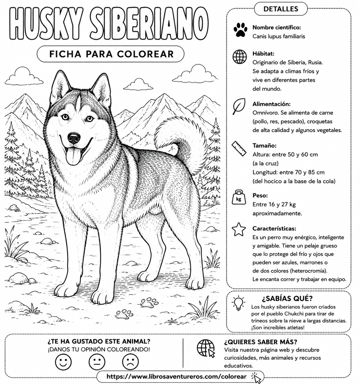 Husky Siberiano