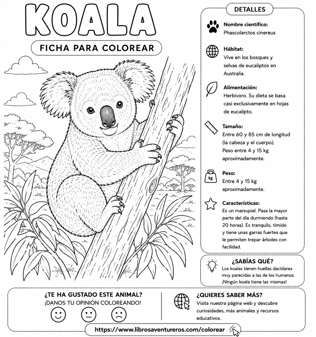 Koala