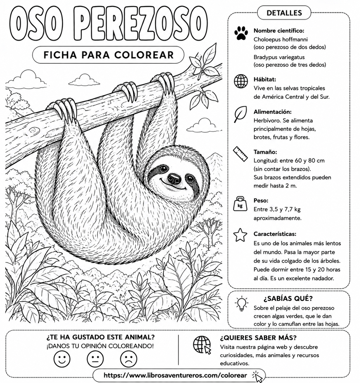 Oso Perezoso